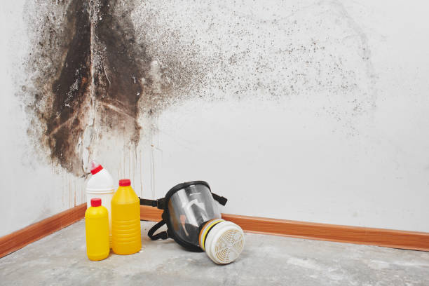 Best Office Mold Removal Services  in Port Chester, NY