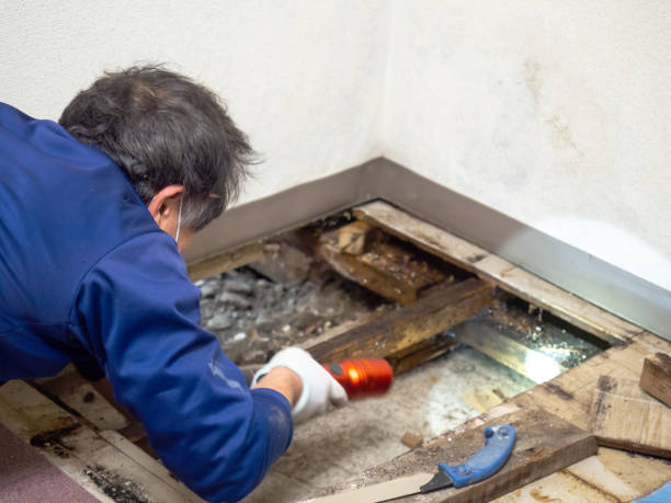 Mold Removal and Inspection in Port Chester, NY