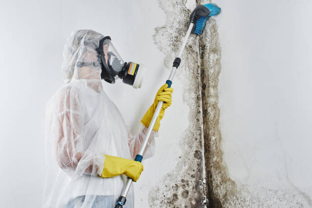 Best Residential Mold Removal  in Port Chester, NY