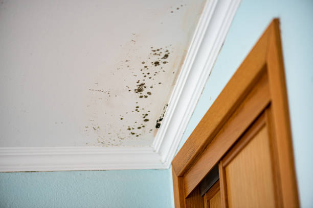 Best Mold Removal and Inspection  in Port Chester, NY