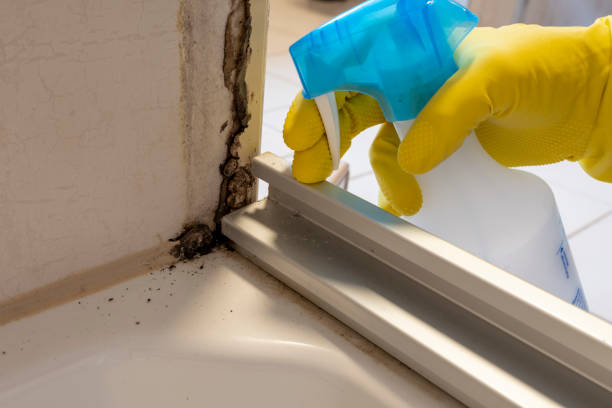 Best Commercial Mold Removal  in Port Chester, NY