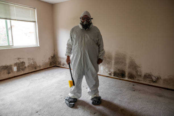 Port Chester, NY Mold Removal Company