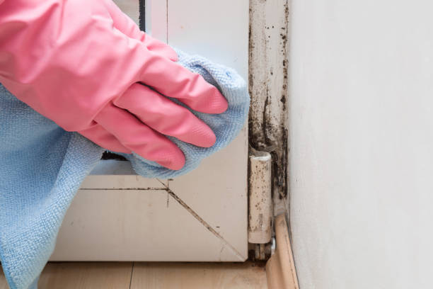 Best Mold Testing  in Port Chester, NY