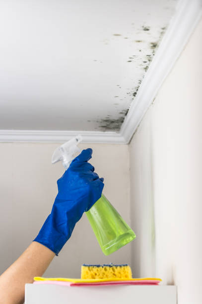 Best Mold Cleaning Services  in Port Chester, NY