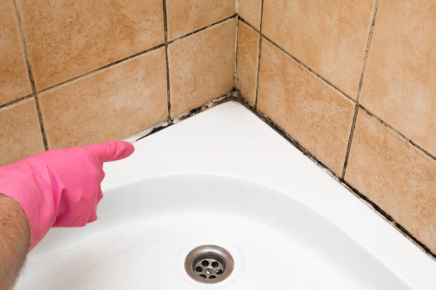 Best Best Mold Removal Companies  in Port Chester, NY