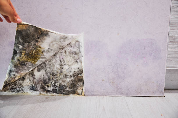 Best Home Mold Removal  in Port Chester, NY